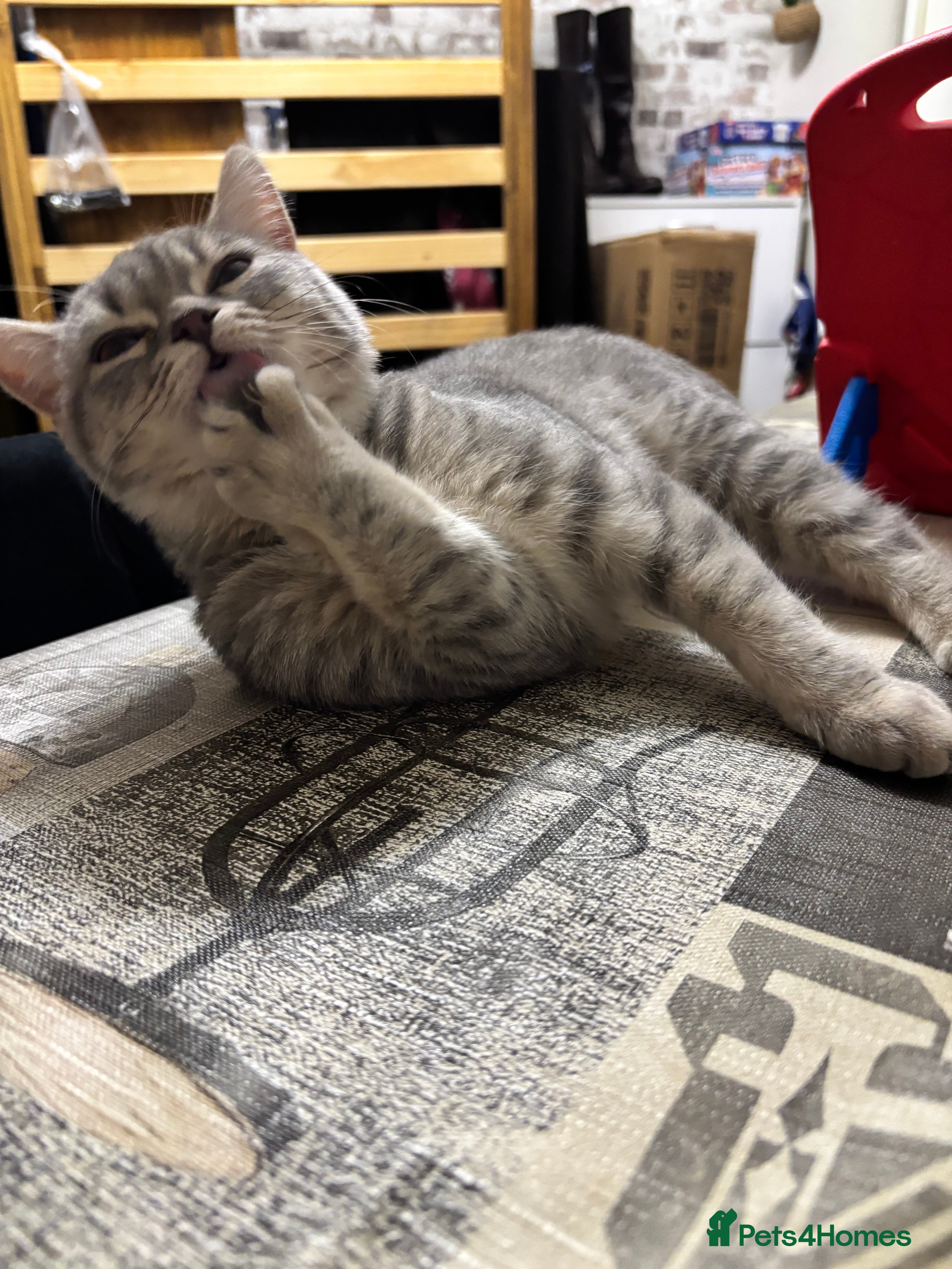 British Shorthair cats Luna the beautiful BSH - Advert 1