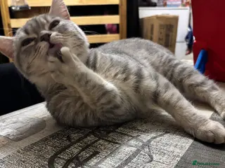 British Shorthair cats Luna the beautiful BSH - Advert 1