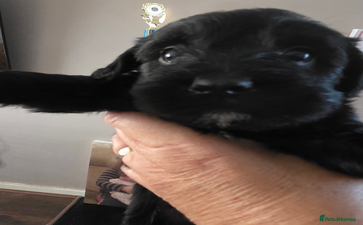 Mixed Breed dogs - Advert 1