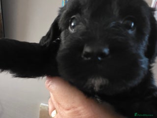 Mixed Breed dogs - Advert 36