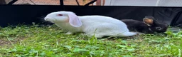 Mixed Breed rabbits for sale: Beautiful baby rabbits in Cardiff - Advert 4