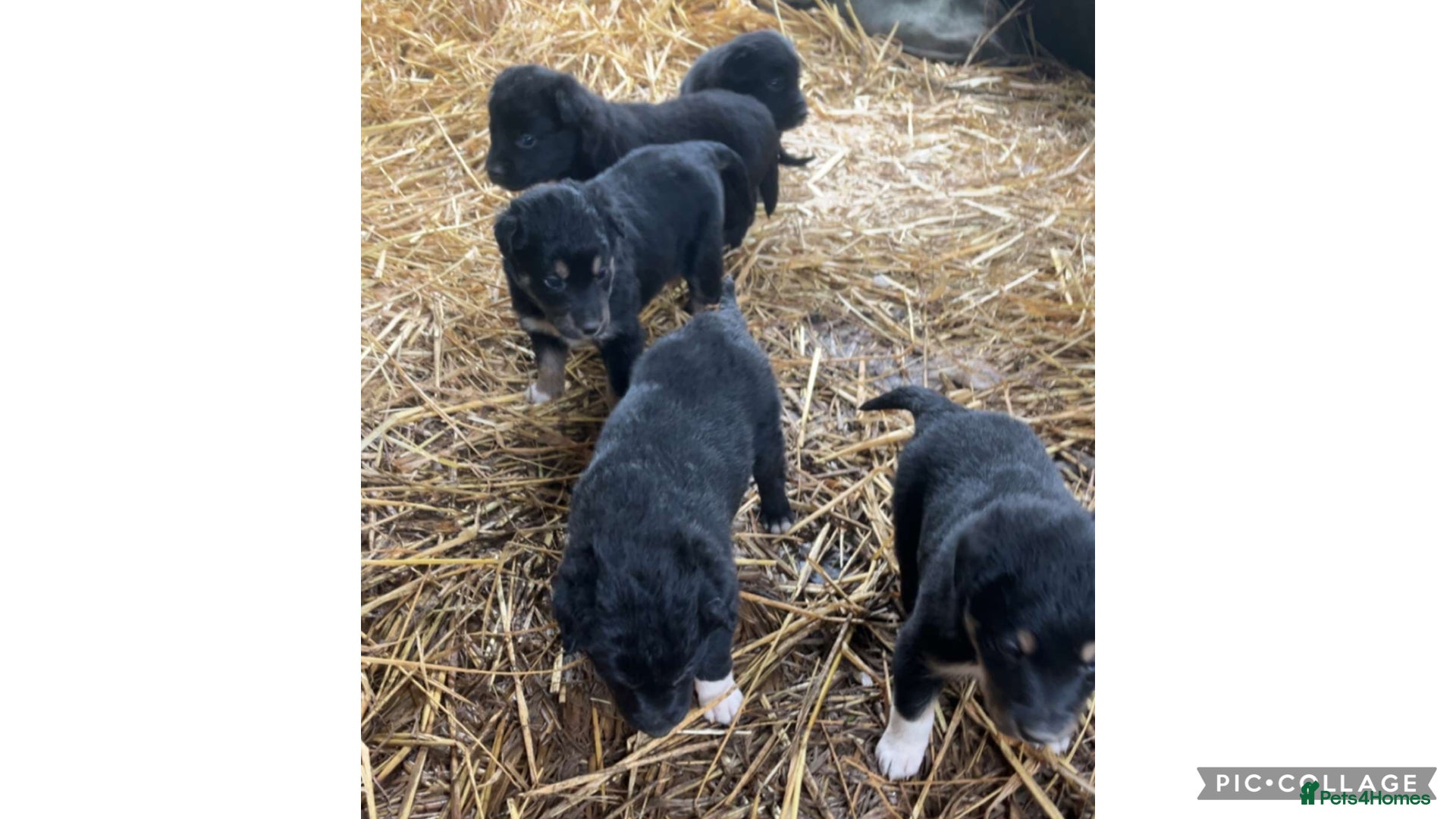 Mixed Breed dogs COLLIE X HUNTAWAY PUPPIES - Advert 1