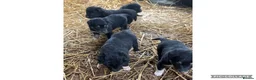 Mixed Breed dogs for sale: COLLIE X HUNTAWAY PUPPIES - Advert 1