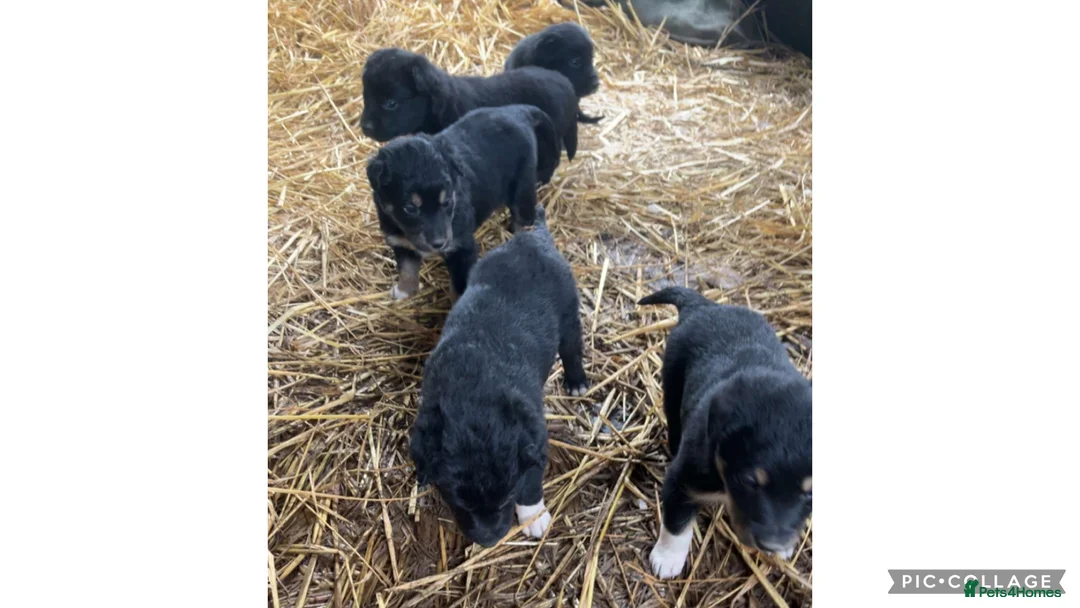 Mixed Breed dogs for sale: COLLIE X HUNTAWAY PUPPIES - Advert 1