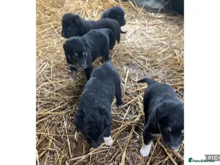 Mixed Breed dogs COLLIE X HUNTAWAY PUPPIES - Advert 2
