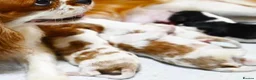 Cavapoo dogs for sale: F1b Cavapoo puppies! - Advert 18
