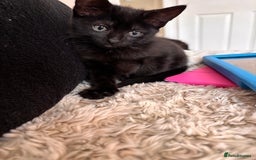 Mixed Breed cats for sale: 1/2 Ragdoll kittens - Image 10