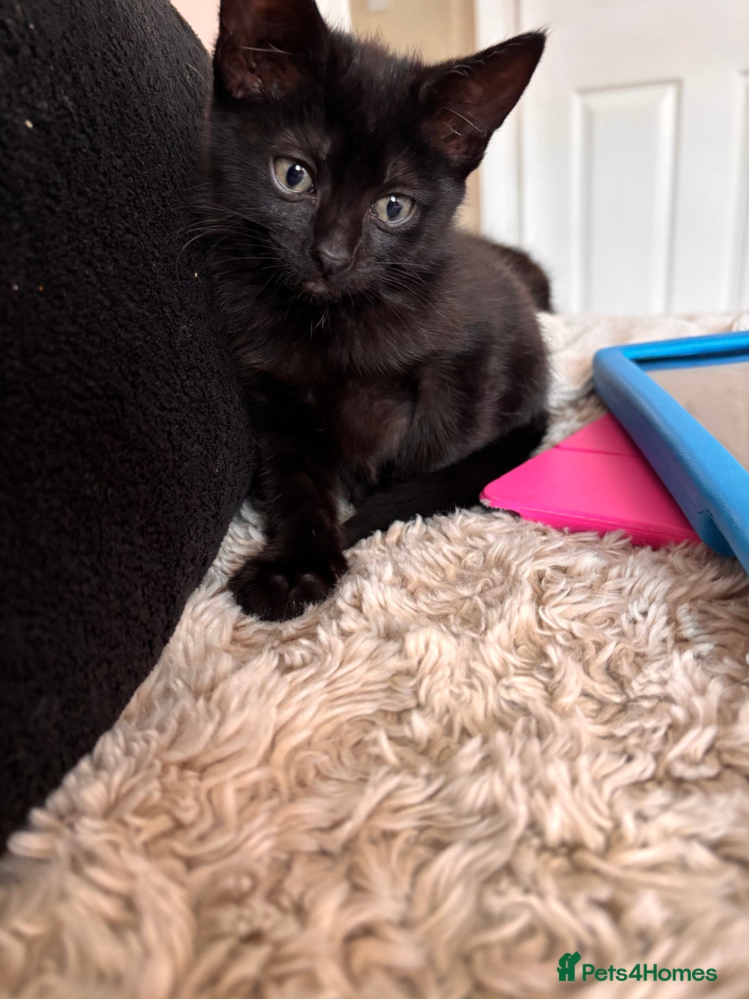 Mixed Breed cats for sale: 1/2 Ragdoll kittens - Image 10