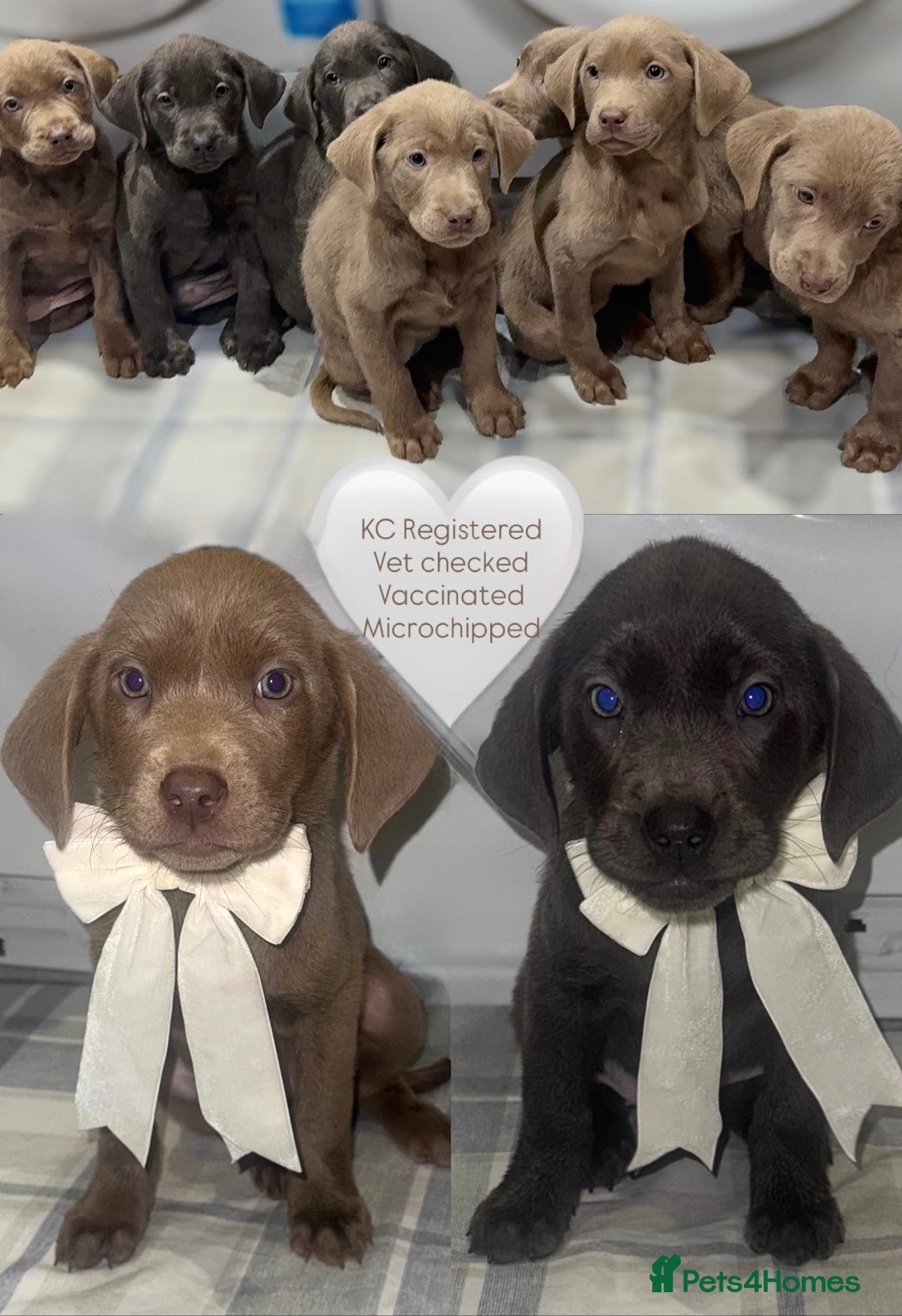 Labrador Retriever dogs Labrador Pups fully Vaccinated ready for walks - Advert 10