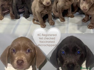 Labrador Retriever dogs - Advert 8