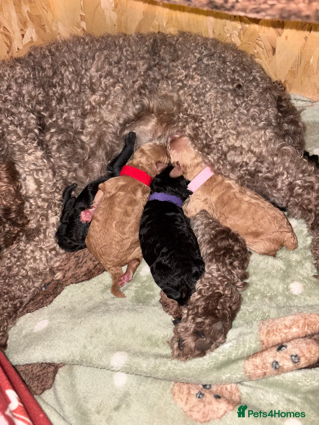 Cockapoo dogs for sale: F1BB Cockapoo Trio - Advert 2