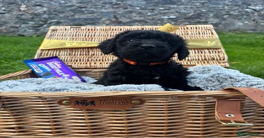 Labradoodle dogs - Advert 14
