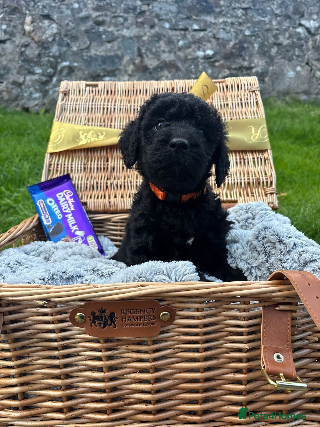Labradoodle dogs for sale: 🐶 Adorable Labradoodle Puppies for Sale! 🐶 - Image 3