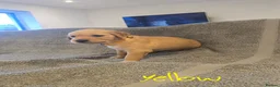 Golden Retriever dogs for sale: Puppies  - Advert 6