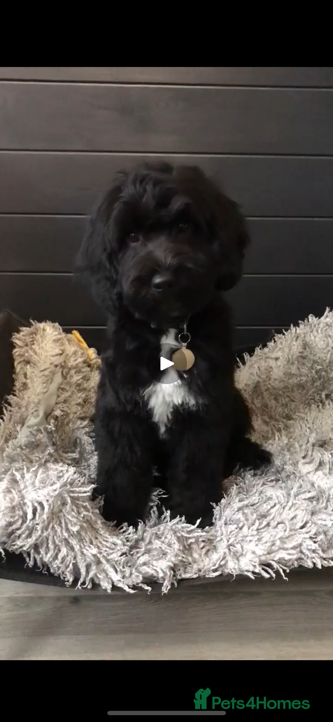 Sproodle dogs for sale: Stunning Sproodles  - Advert 22