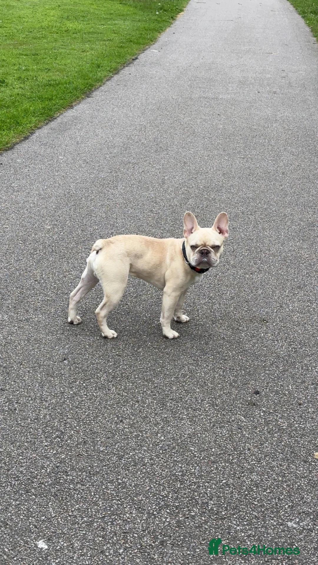 French Bulldog dogs for sale: 6 month French bulldog  in Aberdeen - Advert 2