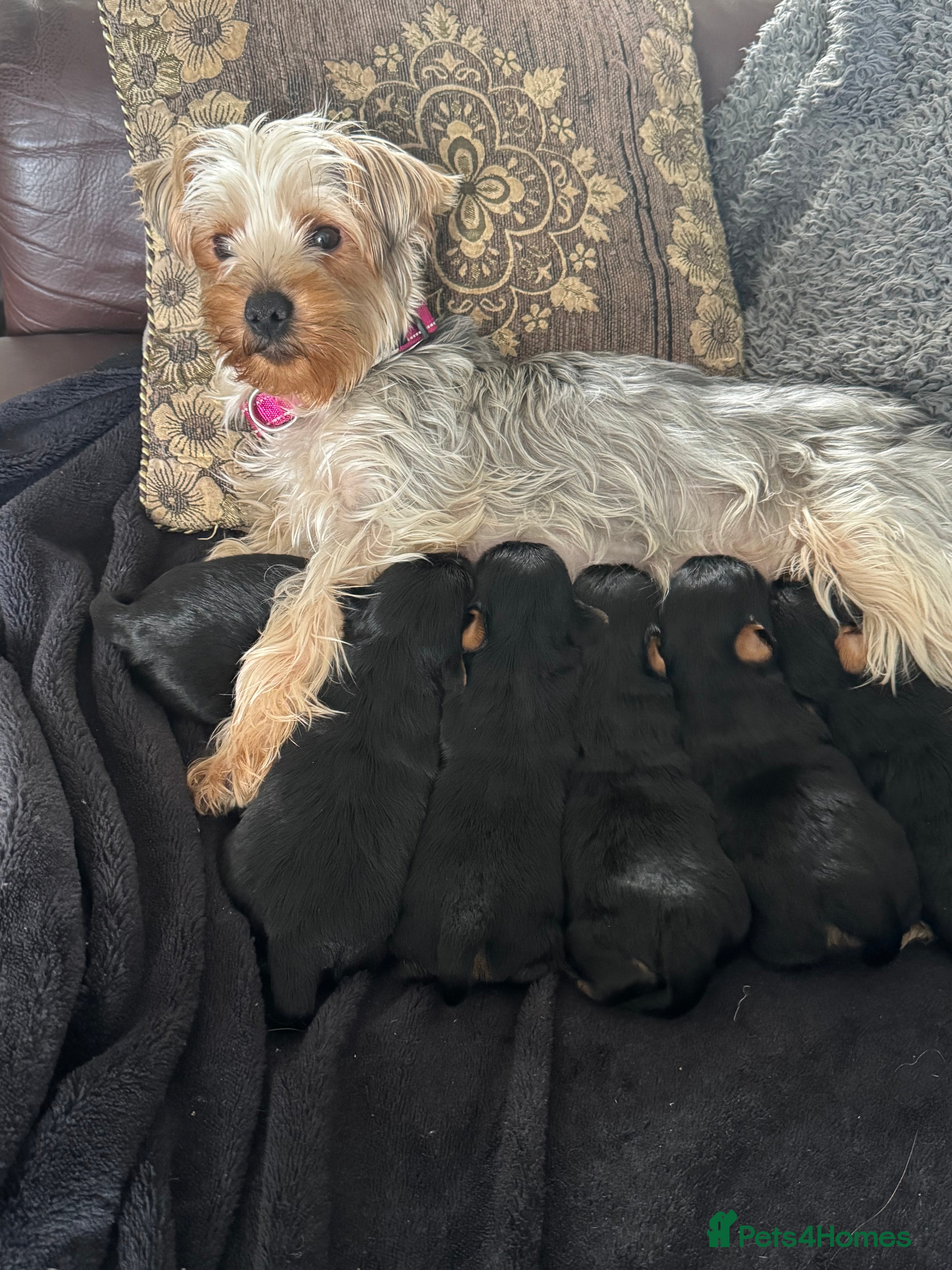 Yorkshire Terrier dogs Yorkshire terriers - Advert 2