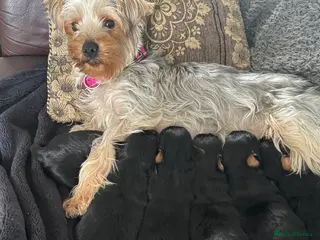 Yorkshire Terrier dogs Yorkshire terriers - Advert 5