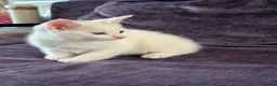 Turkish Angora cats for sale: 3 Stunning Turkish Angora Kittens - Advert 3