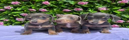 Miniature Dachshund dogs for sale: STUNNING VERY PETIT MINIDAXIS KC REG PRA CLR - Advert 2
