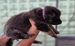 German Shepherd dogs for sale:  kc,health tested straight back german shepherd - Image 27