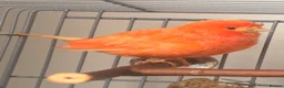 Canaries birds for sale: Lovely orange female canary in Cheadle - Advert 4