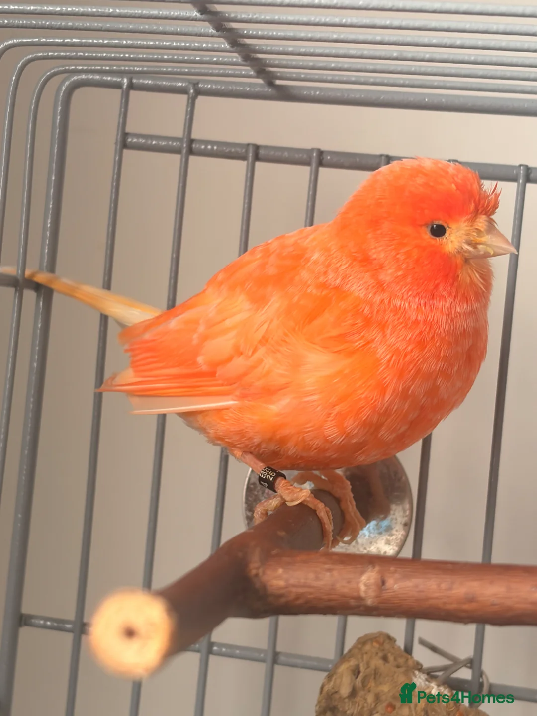 Canaries birds for sale: Lovely orange female canary in Cheadle - Advert 4