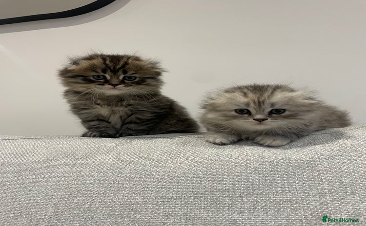Scottish Fold cats - Advert 2
