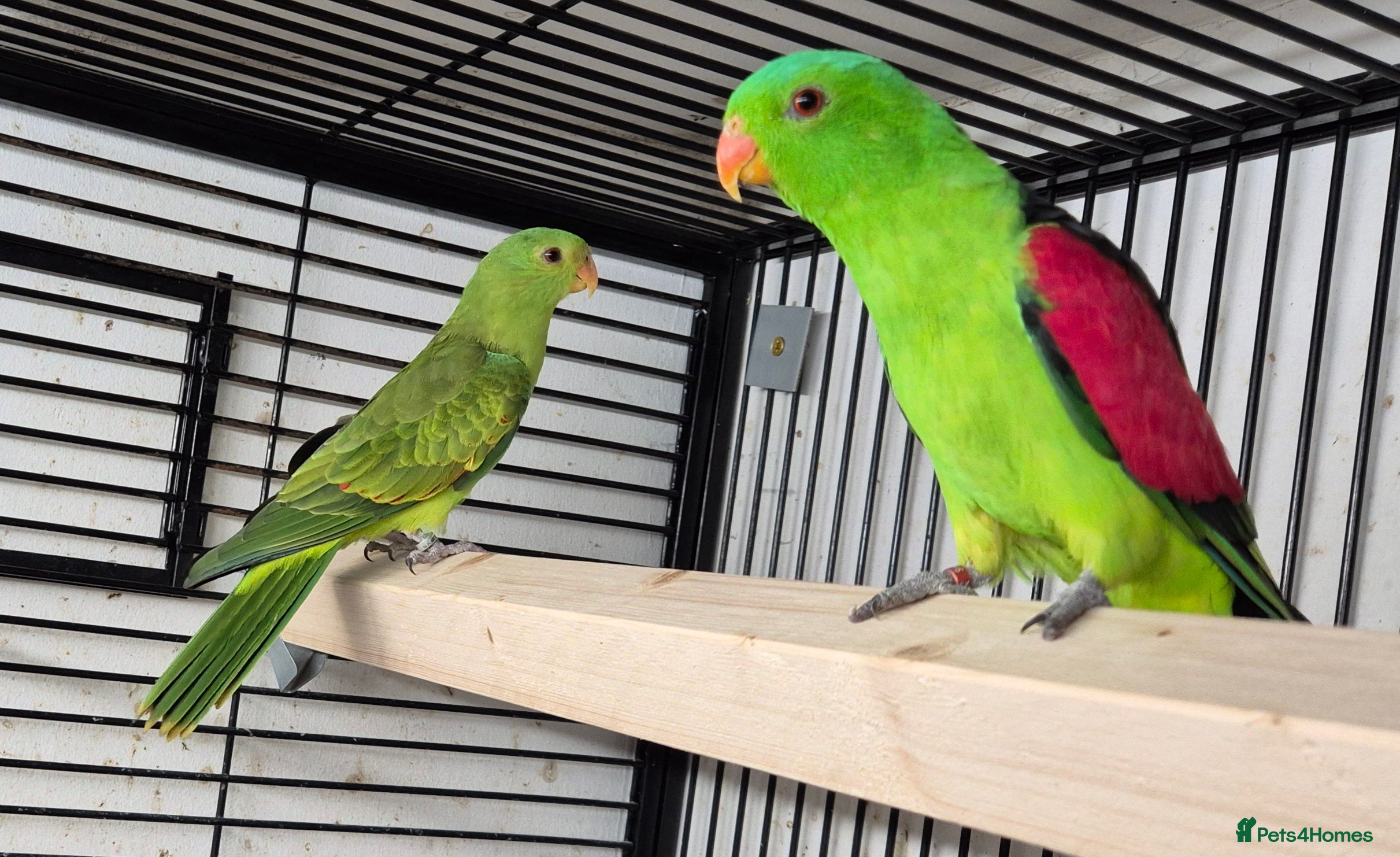 Parakeets birds FINCHES to parrots - Advert 1