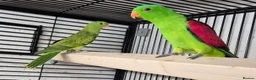 Parakeets birds for sale: FINCHES to parrots - Advert 1