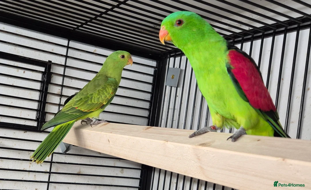 Parakeets birds for sale: FINCHES to parrots - Advert 1