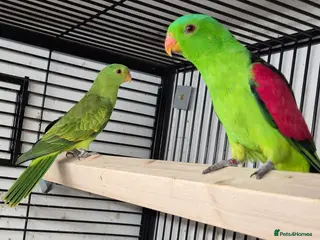 Parakeets birds FINCHES to parrots - Advert 1