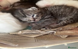 Mixed Breed cats for sale: 5 beautifull short hair. Kitten  - Image 1