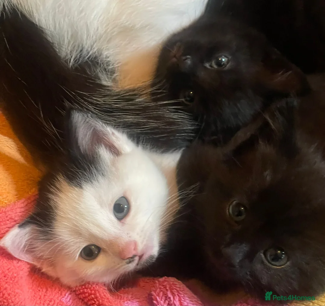 Mixed Breed cats for sale: 3 X Black Outdoor Kittens in Biggar - Advert 2