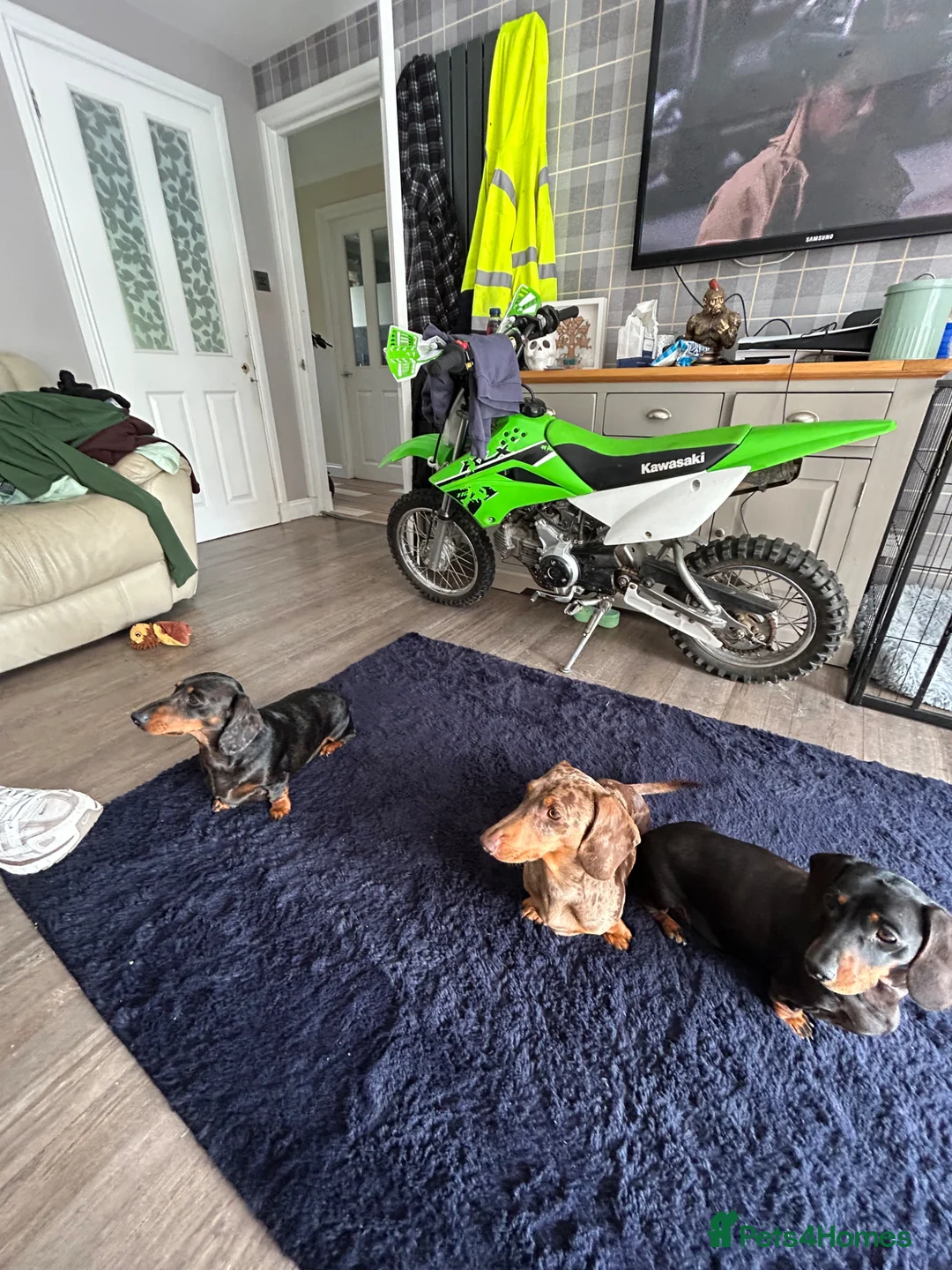 Miniature Dachshund dogs for stud: Kc reg miniature Chocolate dapple stud in Glasgow - Advert 4