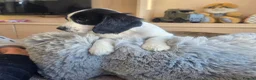 Cocker Spaniel dogs for sale: Working type Cocker Spaniels Ready now - Advert 11