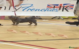 French Bulldog dogs for sale: Micro Frenchie Puppies – KC Registered - Image 29
