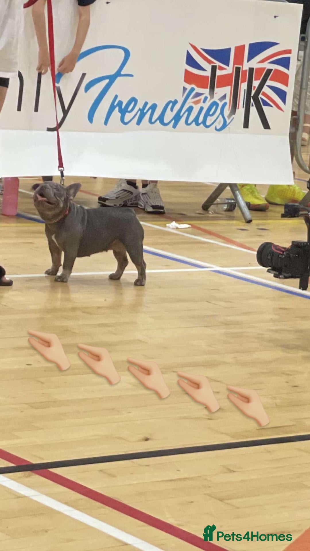 French Bulldog dogs for sale: Micro Frenchie Puppies – KC Registered - Image 29