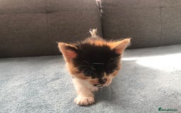 Mixed Breed cats for sale: 5 kittens for sale - Advert 23