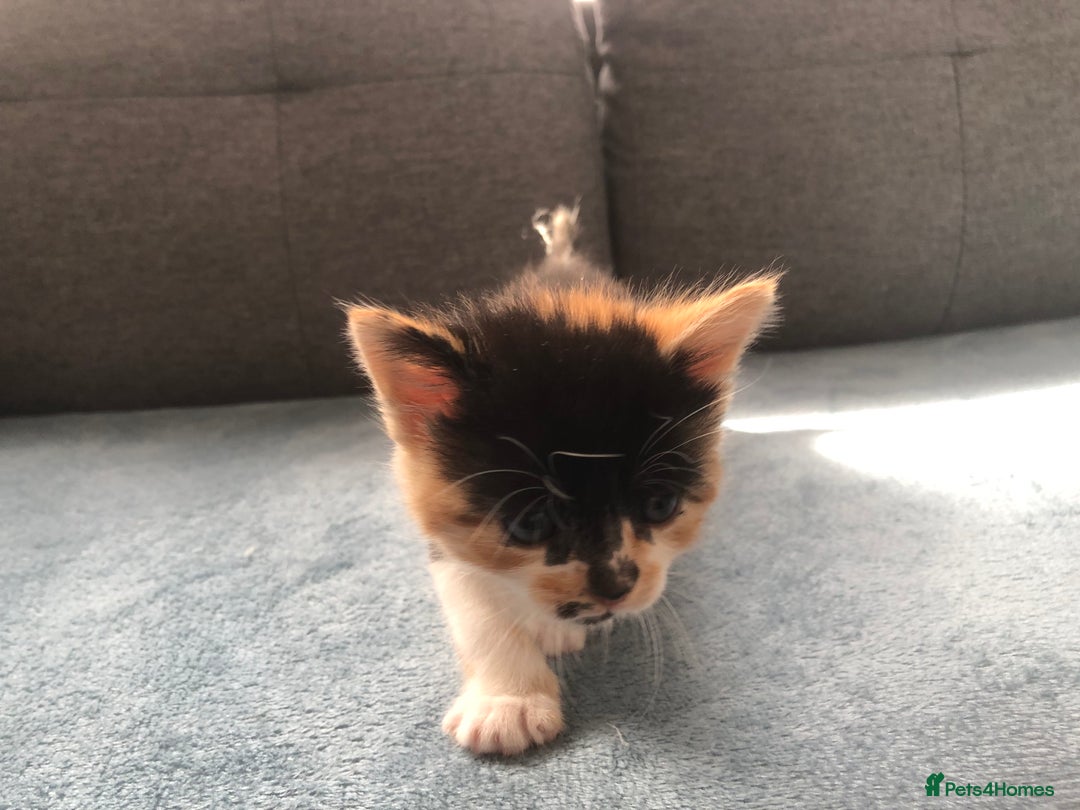 Mixed Breed cats for sale: 5 kittens for sale - Advert 23