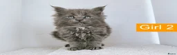 Maine Coon cats for sale: DNA health tested Maine coon kittens  - Advert 13