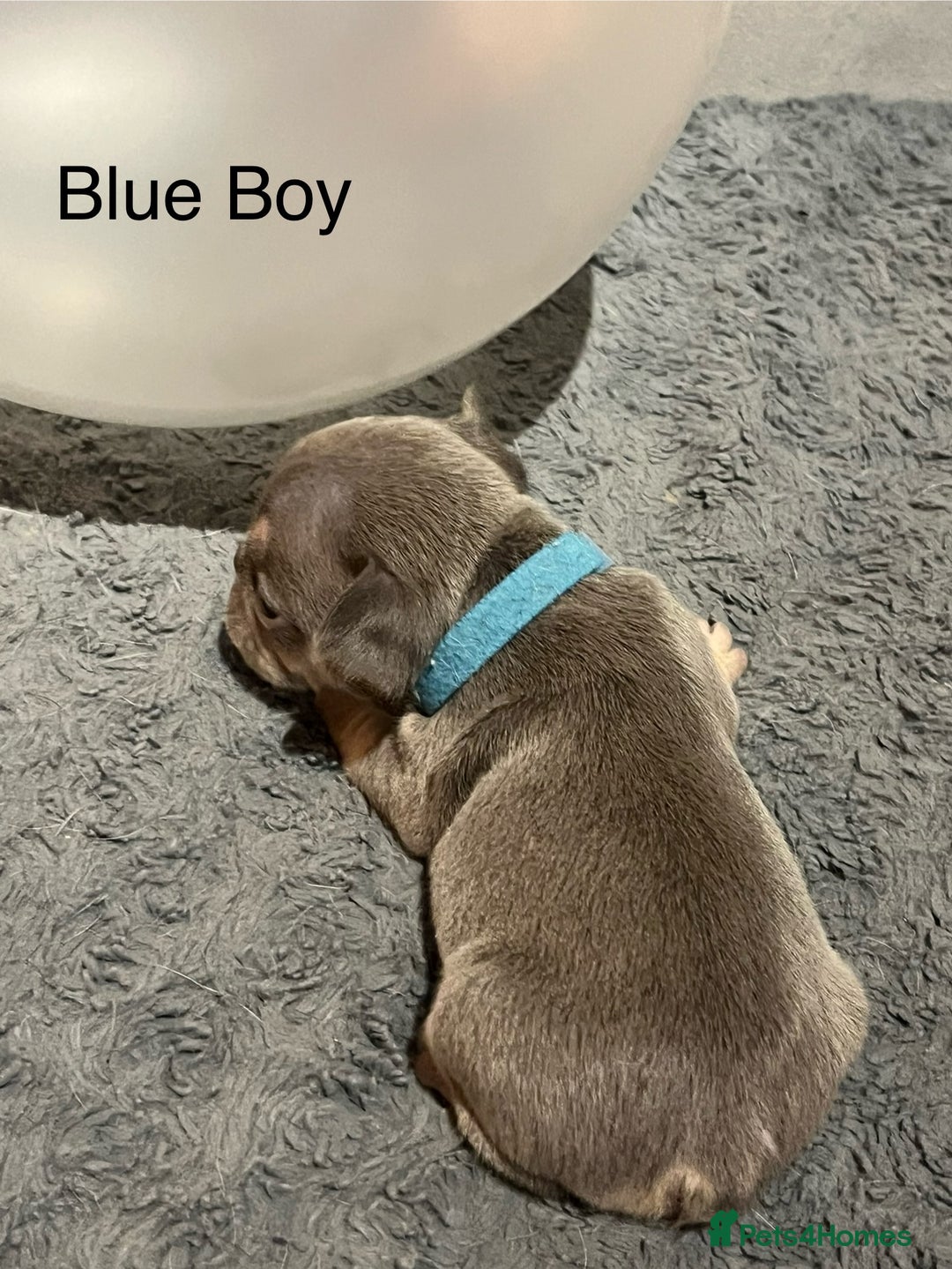French Bulldog dogs for sale: DWKC Registered French Bulldog puppies for sale - Advert 8