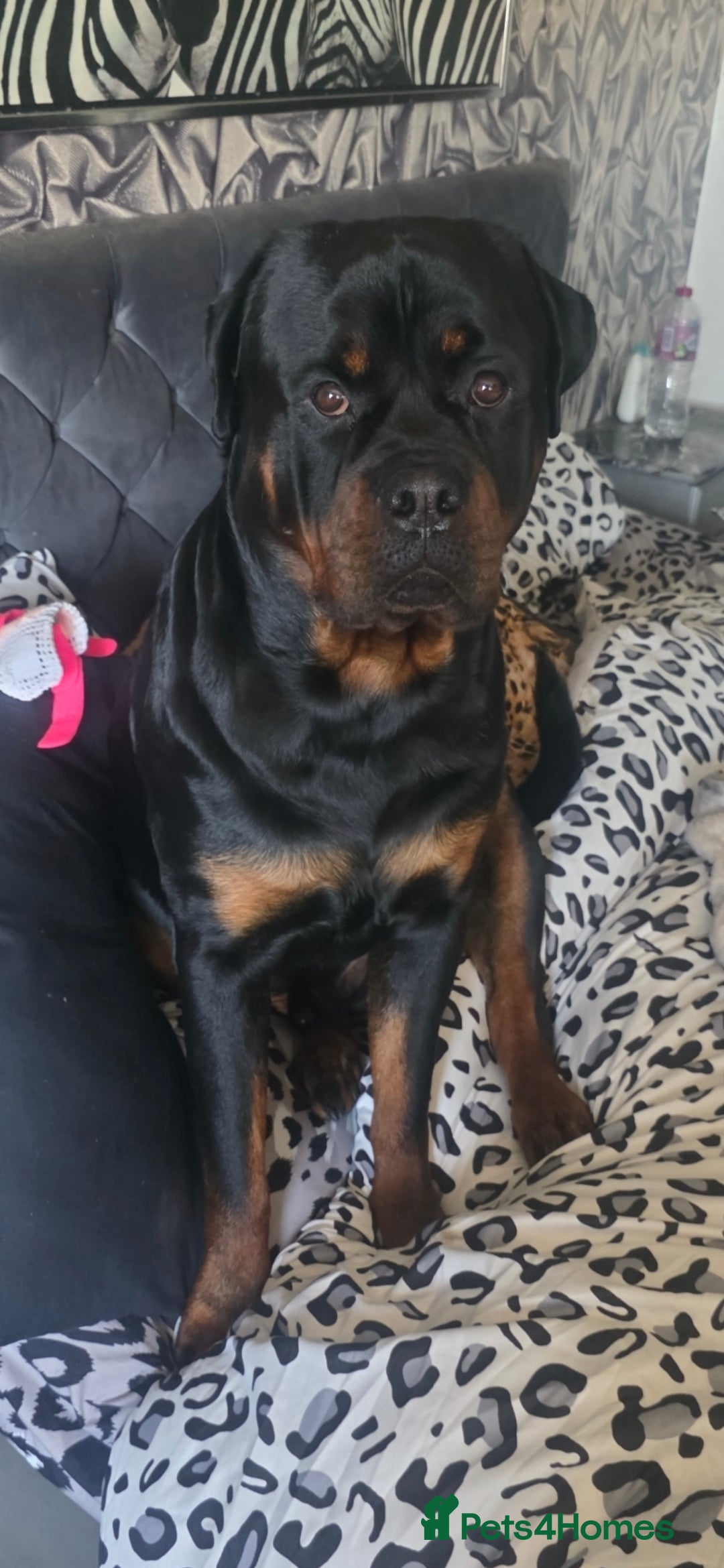 Rottweiler dogs for sale: Kc rottweiler  - Advert 16