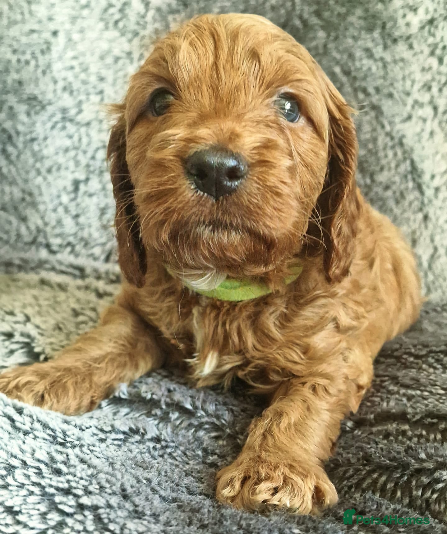 Cockapoo dogs Show Cockapoo puppies F1 - Advert 13