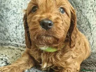 Cockapoo dogs 5* Licensed Breeder Cockapoo puppies F1 - Advert 10