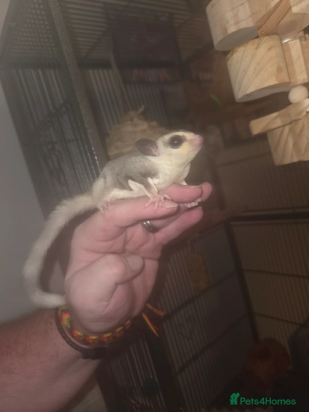 Sugar Glider rodents for sale: Sugar Gliders - Advert 6