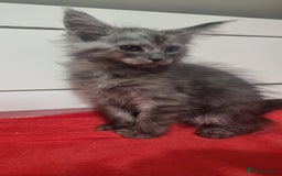 Maine Coon cats for sale: Beautiful Maine Coon Kittens - Advert 12