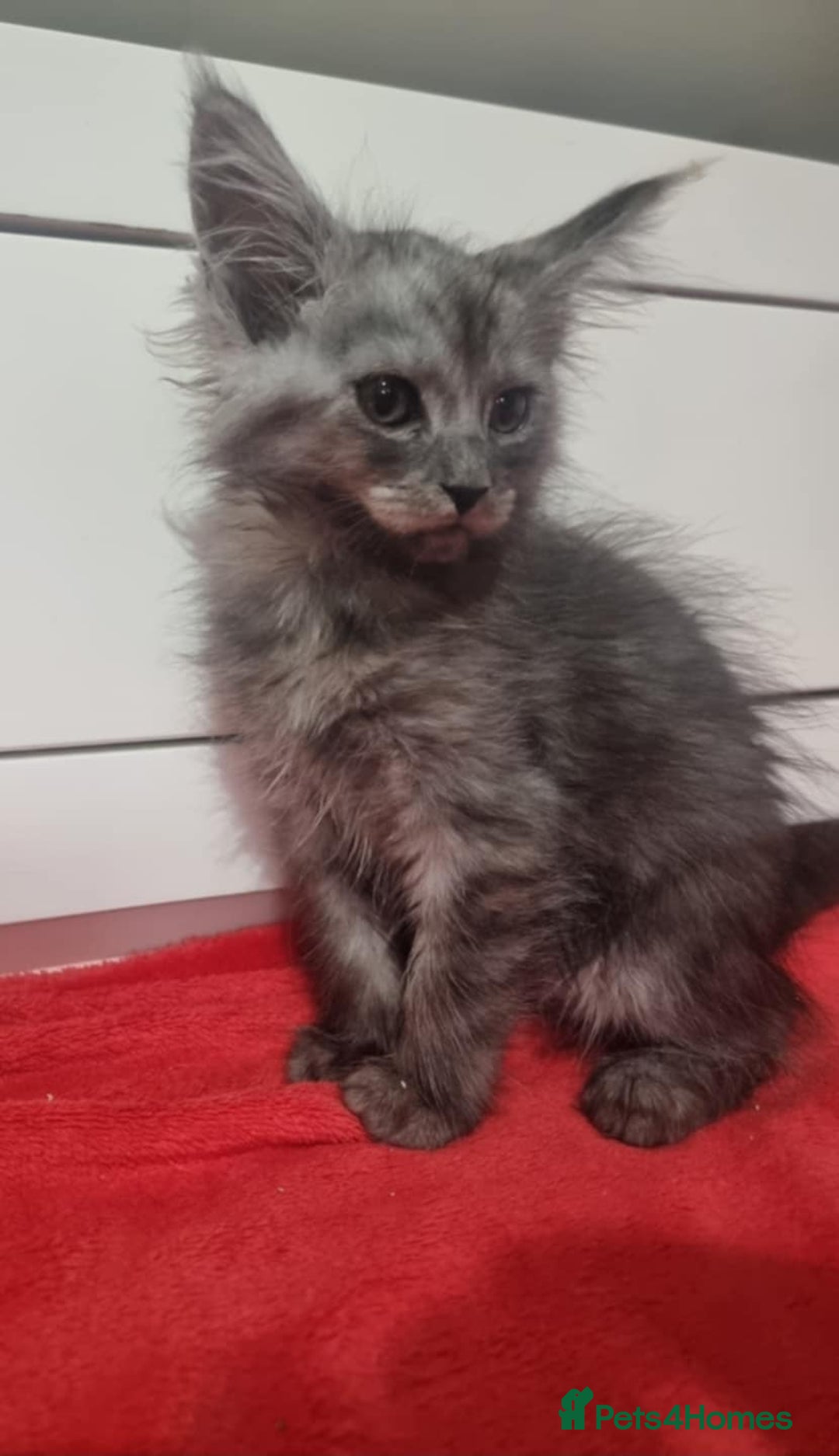 Maine Coon cats for sale: Beautiful Maine Coon Kittens - Advert 12
