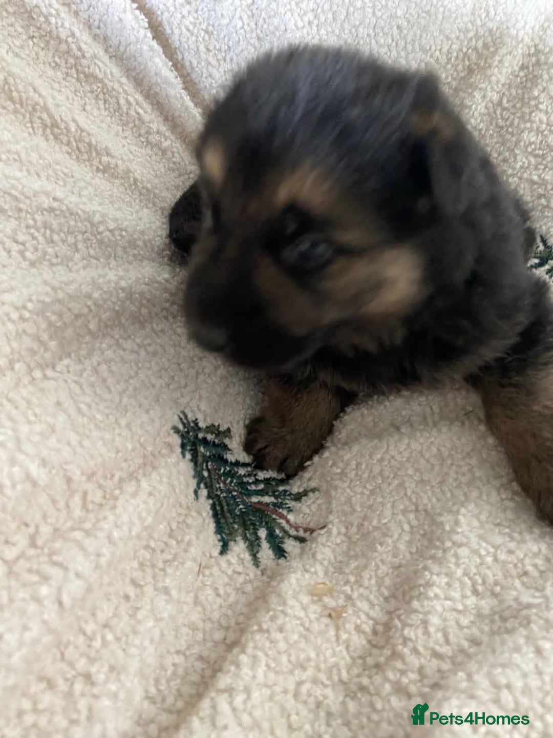 German Shepherd dogs for sale: German Shepherd Puppies - Advert 13