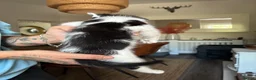 Mixed Breed cats for sale: Tuxedo cats  - Advert 3